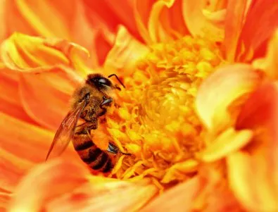 Около половината от пчелите в САЩ са измрели през последната година