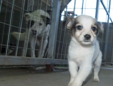 Приют за кучета във Велико Търново ще се строи през пролетта