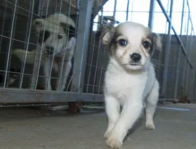 Все повече българи осиновяват кучета от приюти 