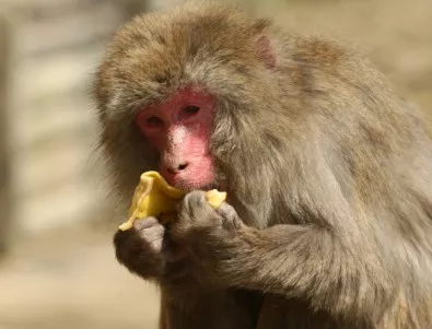 Британски зоопарк спря да храни маймуните си с банани