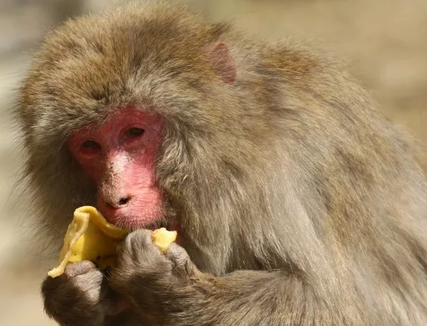 Учени "хакнаха" мозъка на маймуна, за да контролират действията й