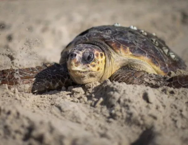 Полицаи задържаха събирачи на костенурки от защитени видове