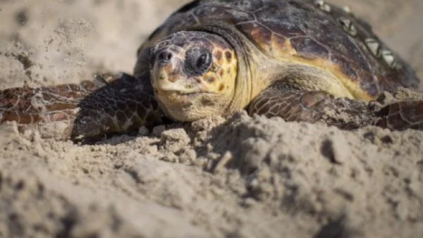 Полицаи задържаха събирачи на костенурки от защитени видове