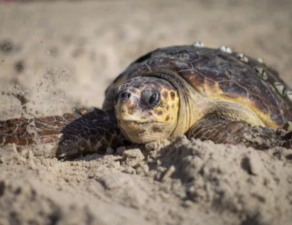 РИОСВ - Пазарджик спаси 7 шипобедрени костенурки и 3 щъркела 