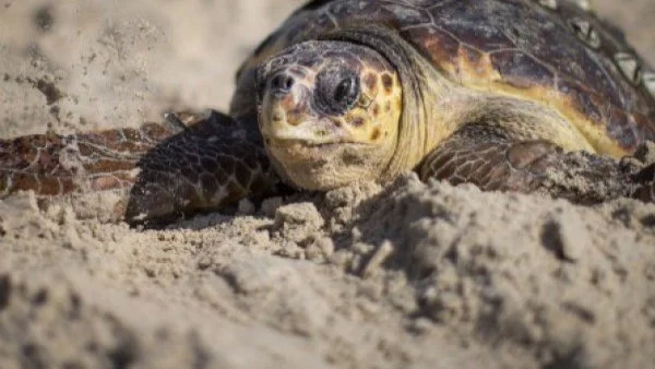 РИОСВ - Пазарджик спаси 7 шипобедрени костенурки и 3 щъркела 