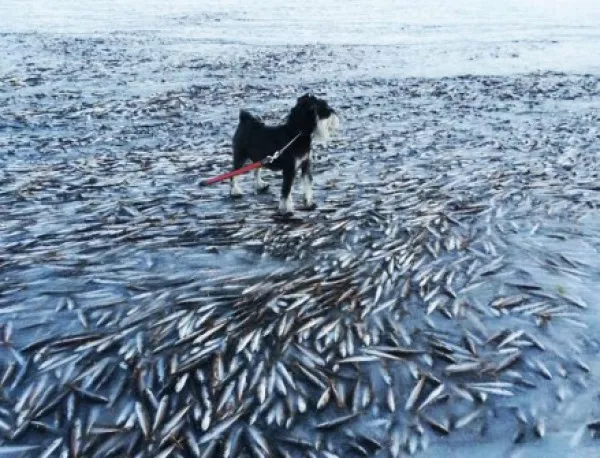 Зимата в Норвегия: Рибата замръзна в морето