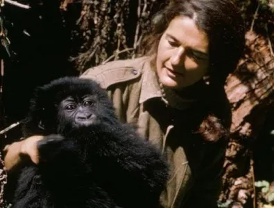 Жената, която прекара 18 години сама в планината заради горилите