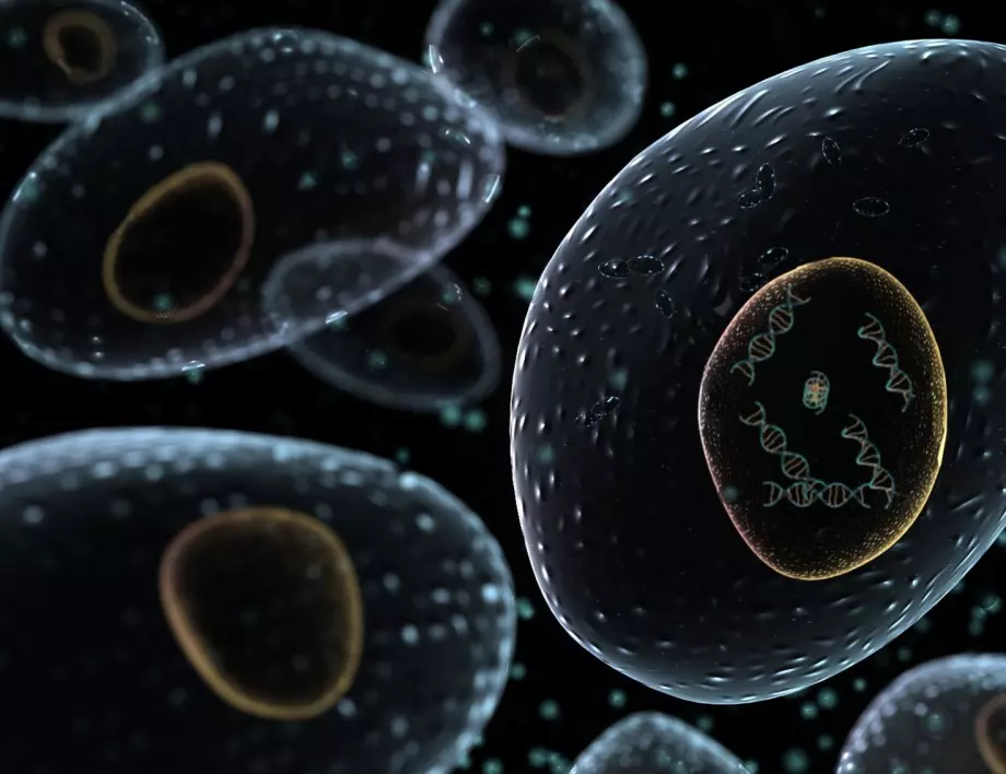 Учени подмладиха човешки клетки 