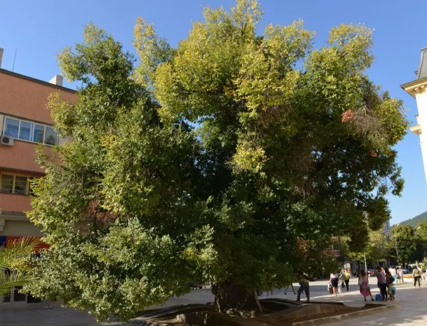 Сливенски бряст води в класацията за Европейско дърво  на годината