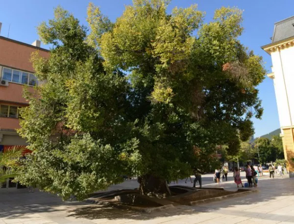 Старият бряст на Сливен е сред финалистите от конкурса "Европейско дърво на годината 2014"