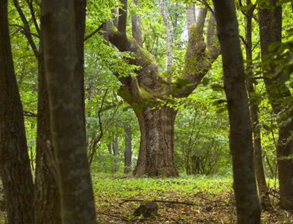 „Царството на зелениката"  - новата атракция на природен парк Странджа