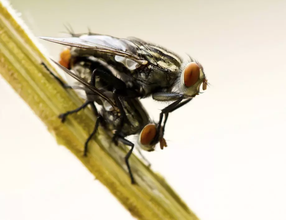 Най-ефективният капан за мухи и комари се прави само с бутилка