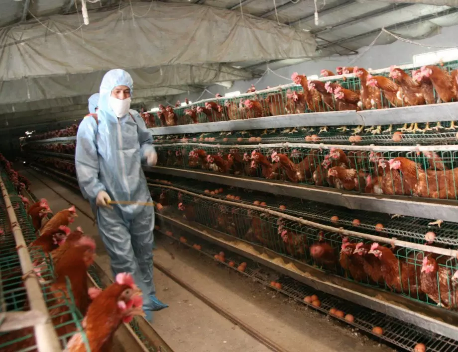 Птичият грип вдигна цената на яйцата в Полша