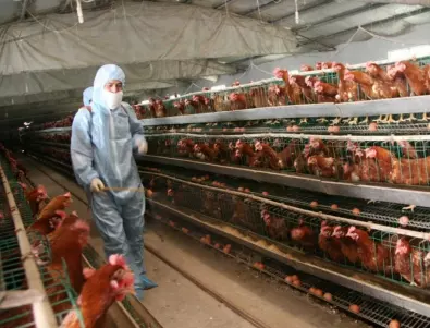 Силнозаразен птичи грип открит във ферма в Нидерландия
