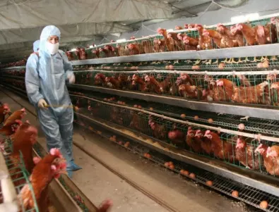 Япония умъртви рекордните 10 милиона птици заради птичия грип 