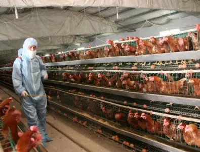 Япония няма къде да погребе умрелите от птичи грип пилета