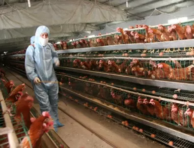 Във Великобритания двама души се заразиха с птичи грип в птицевъдни ферми