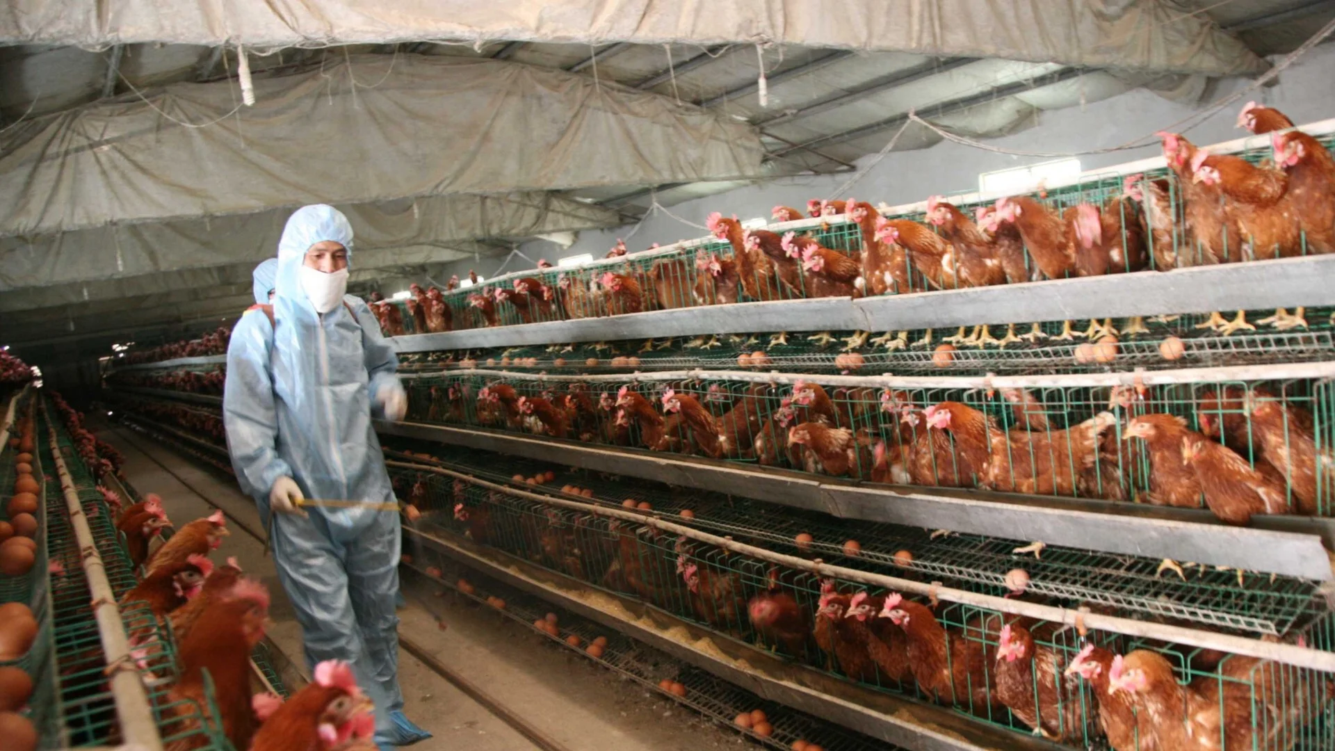 Земеделският министър: Открити са 7 огнища на птичи грип, няма опасност за здравето