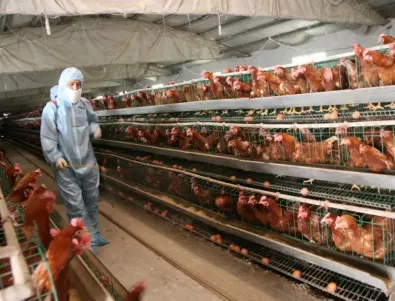 Земеделският министър: Открити са 7 огнища на птичи грип, няма опасност за здравето
