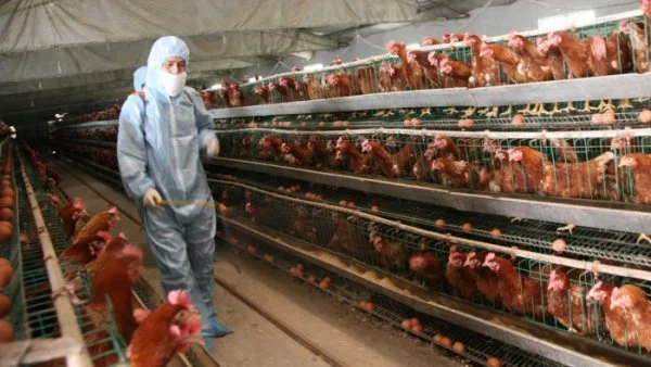 В Бразилия започват да изпитват проблеми и с птичи грип