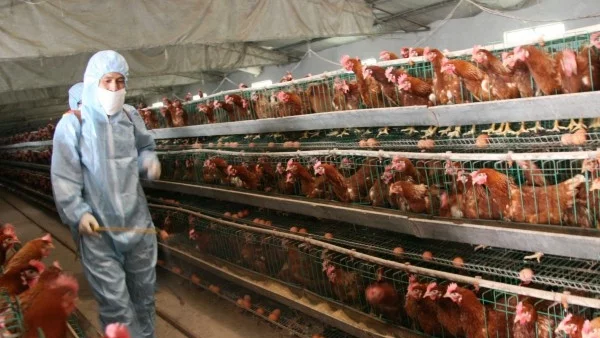 Дания предприема мерки срещу разпространение на птичи грип