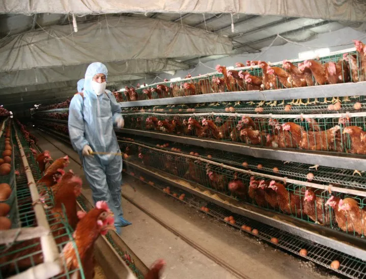 Налагат превантивни мерки срещу птичия грип