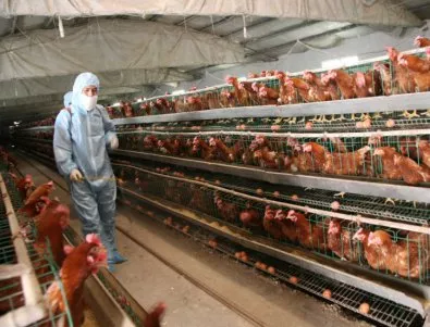 Ново огнище на птичи грип в България