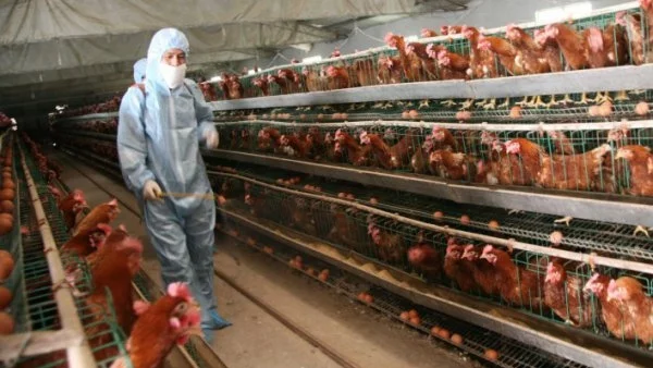 Масово унищожаване на пилета и кокошки заради птичи грип в Япония