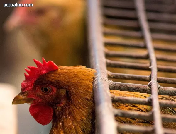 Китайски учени заявиха, че са разработили ваксина срещу птичия грип