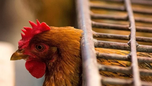 Китайски учени заявиха, че са разработили ваксина срещу птичия грип