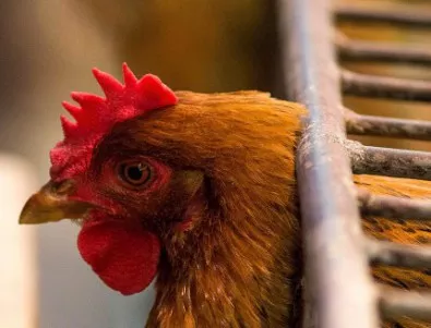 Учени откриха ново агрегатно състояние на материята - в очите на кокошките 