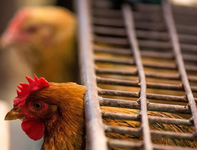 30 000 пуйки и 10 000 патици са заклани в Германия заради птичи грип