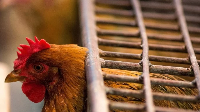 30 000 пуйки и 10 000 патици са заклани в Германия заради птичи грип