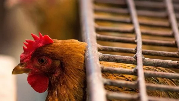 СЗО призова за бдителност заради птичия грип в Европа