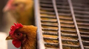 Унищожават 139 000 кокошки и 60 тона яйца заради птичи грип