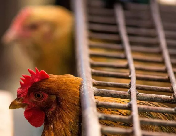 МЗ със съвети заради зачестилите случаи на птичи грип сред домашни птици
