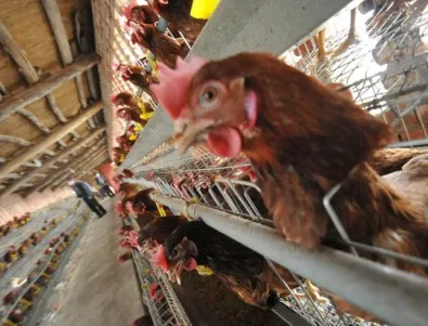 В Хонконг започна масовото избиване на 20 000 пилета заради H7N9