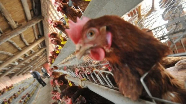 В Хонконг започна масовото избиване на 20 000 пилета заради H7N9