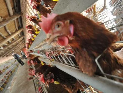 В Пазарджишко се предприемат мерки за предотвратяване на заразяването на птици с инфлуенца