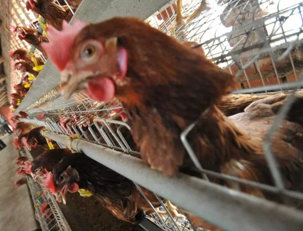130 000 кокошки от две птицеферми са умъртвени заради птичи грип