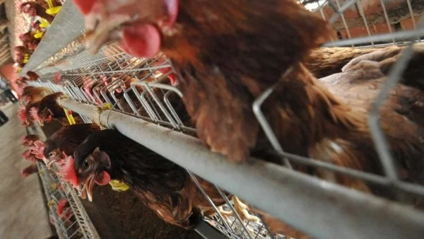 130 000 кокошки от две птицеферми са умъртвени заради птичи грип