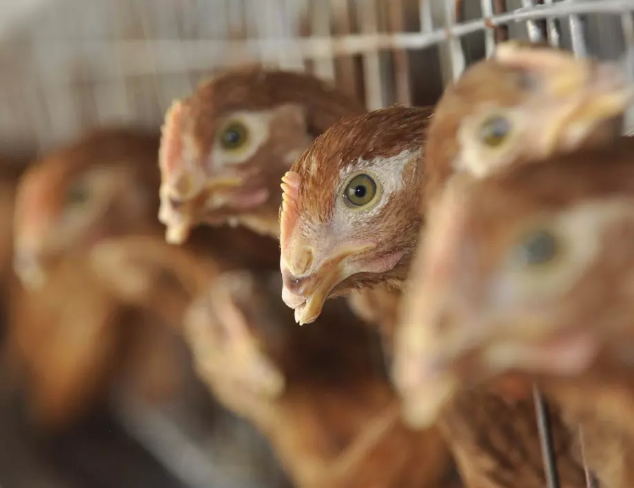ЕС против клетките за отглеждане на кокошки и пилета