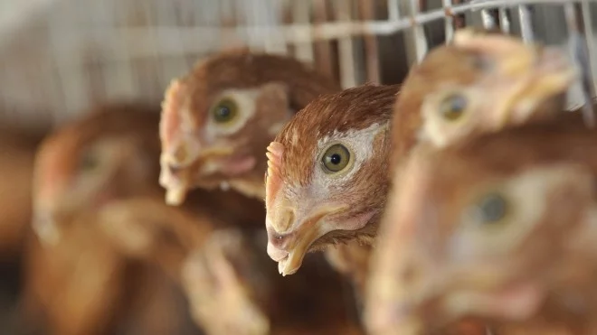 Нови огнища на птичи грип са открити в Германия, Швейцария и Австрия