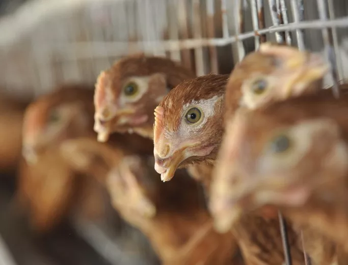 5 държави ограничиха вноса на пилешко от Германия заради птичия грип