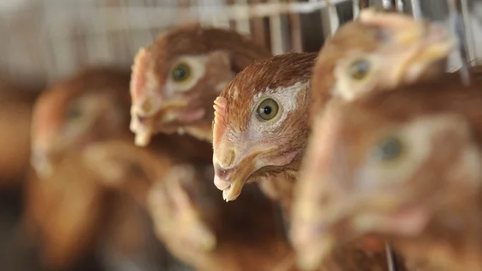 5 държави ограничиха вноса на пилешко от Германия заради птичия грип