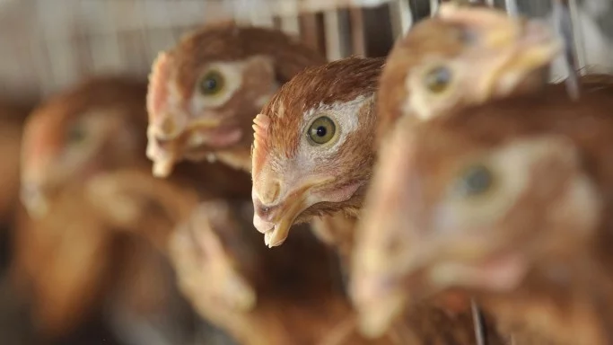 Бедствено положение в Южна Корея заради епидемията от птичи грип