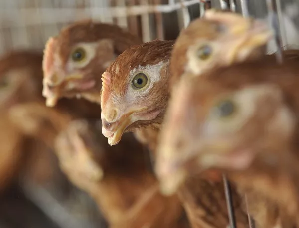 Хиляди птици ще бъдат унищожени заради птичия грип в Старозагорско и Пловдивско