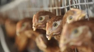 ДФЗ изплаща субсидиите за хуманно отношение към птиците 