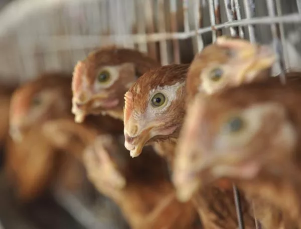 В Холандия е регистрирано ново огнище на птичи грип