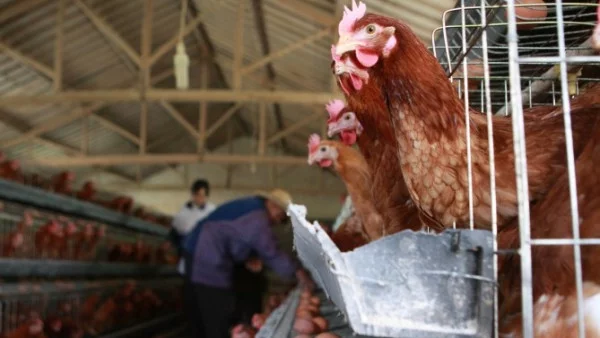 Япония регистрира случай на птичи грип